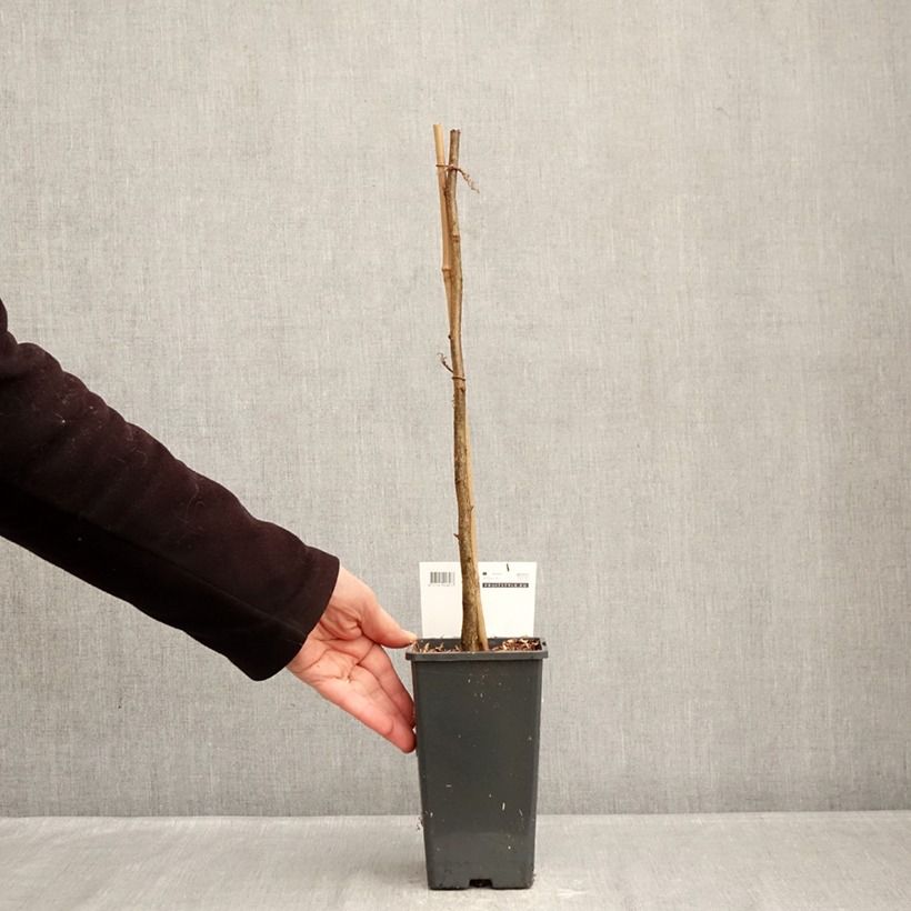 Exemplar von Haselnuss Rode Zellernoot - Corylus avellana Topf mit 1,5L/2L wie im Winter geliefert