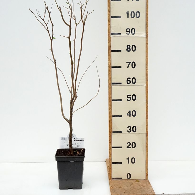 Exemplar von Haselnuss Rode Zellernoot - Corylus avellana Topf mit 3L/4L, Strauch wie im Herbst geliefert