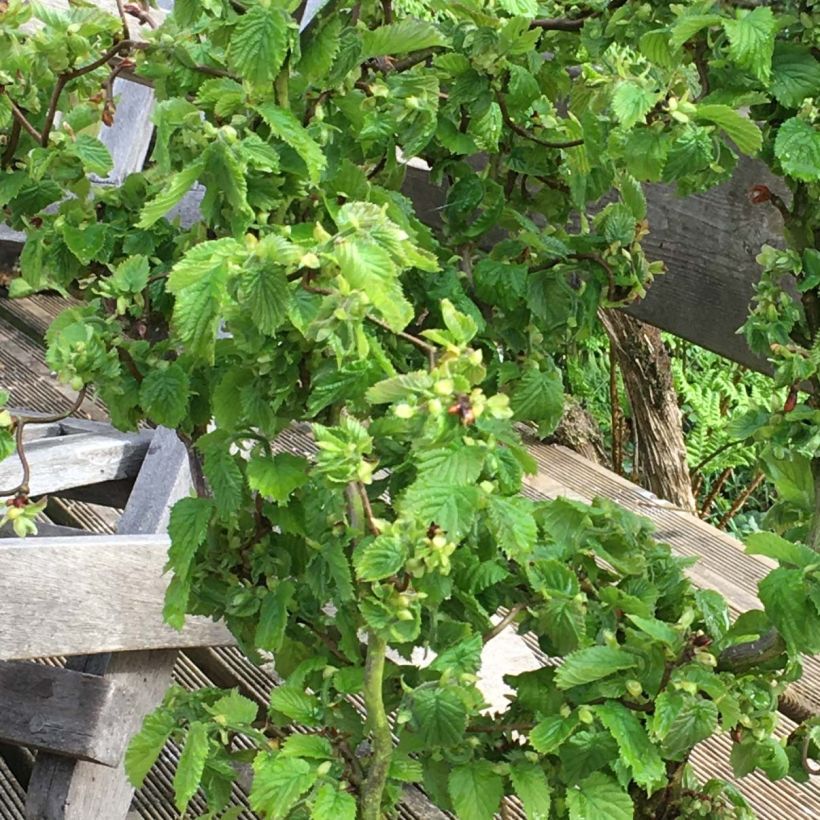 Haselnuss Scooter - Corylus avellana (Foliage)