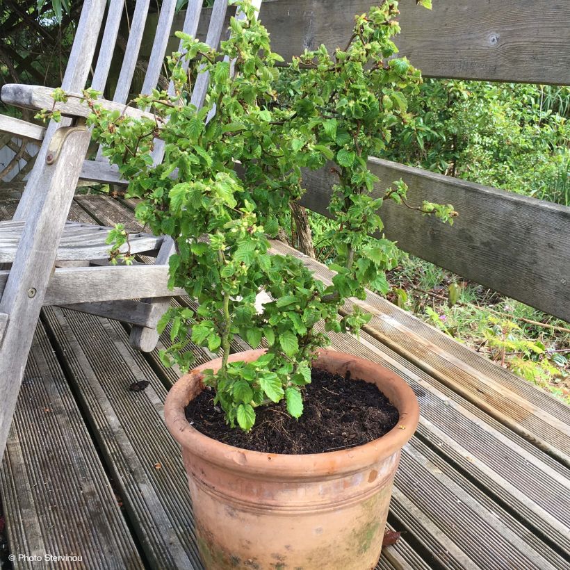 Haselnuss Scooter - Corylus avellana (Plant habit)