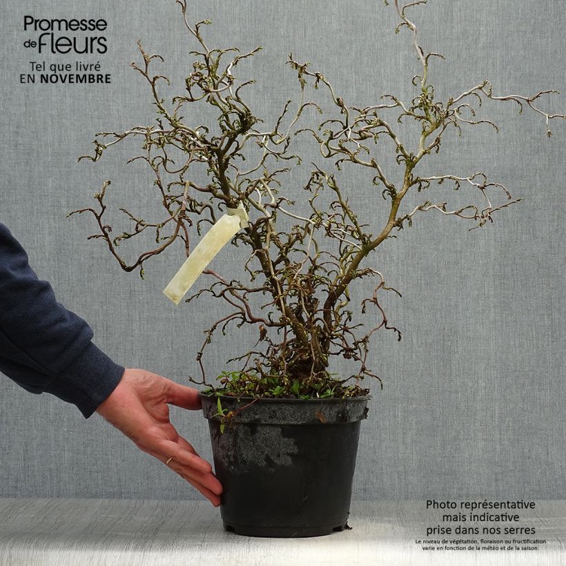 Example of Haselnuss Scooter - Corylus avellana Topf mit 4L/5L as you get in automne