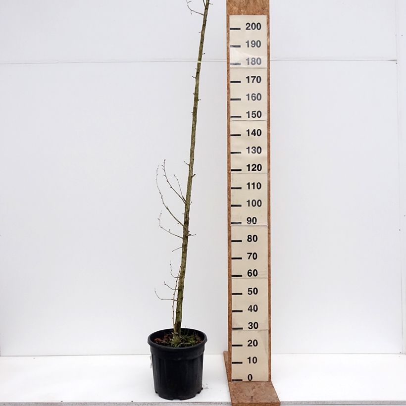 Exemplar von Baum-Hasel - Corylus colurna Topf mit 12L/15L wie im Winter geliefert