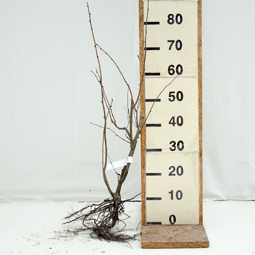 Exemplar von Roter Lambertshasel Purpurea - Corylus maxima Wurzelnackt wie im Winter geliefert