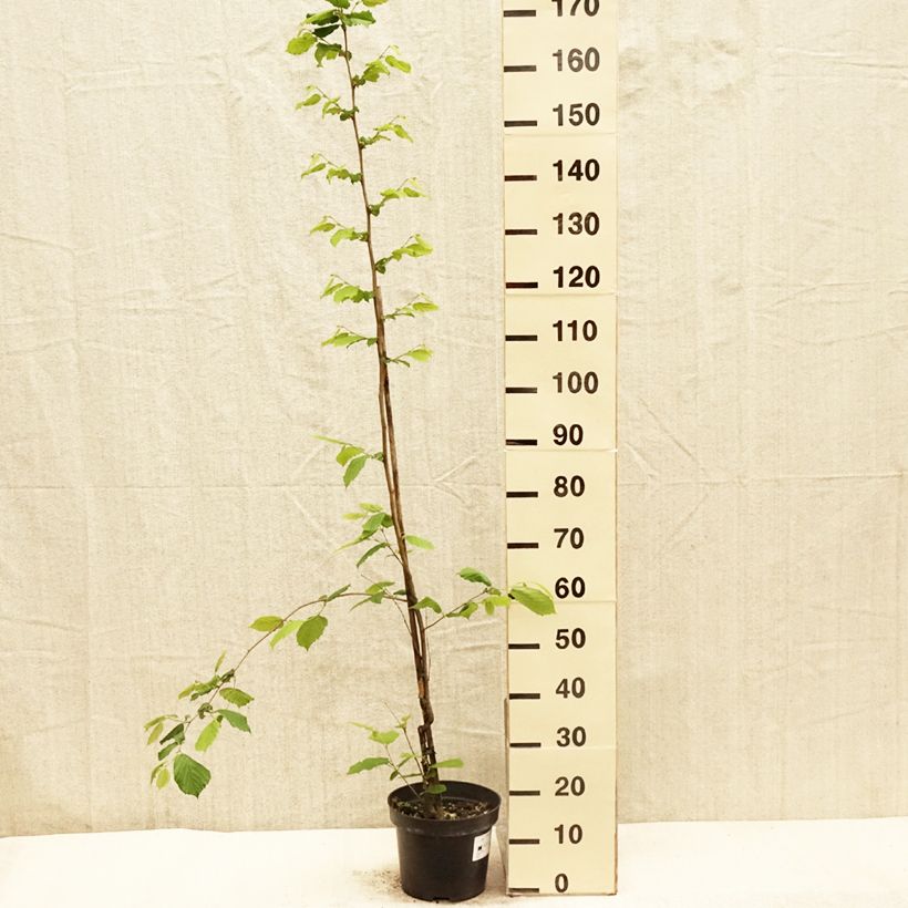 Exemplar von Japanische Hasel - Corylus sieboldiana Topf mit 4L/5L wie im Frühjahr geliefert