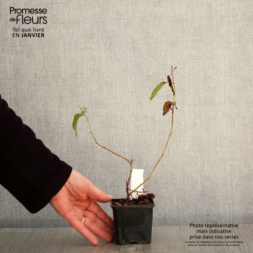 Exemplar von Corymbia citriodora - Zitroneneukalyptus Kleine Töpfe von 8/9 cm wie im Winter geliefert