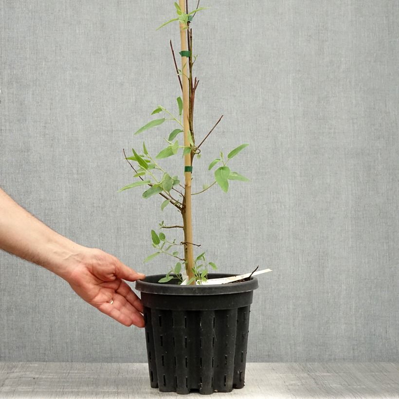 Exemplar von Corymbia citriodora - Zitroneneukalyptus Topf mit 3L/4L wie im Frühjahr geliefert