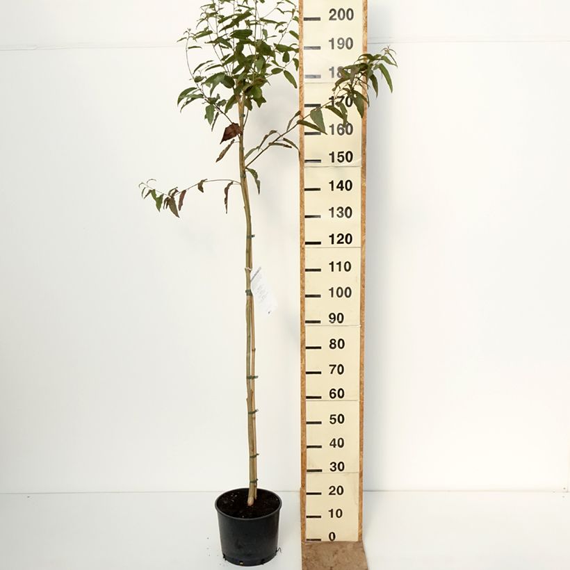Exemplar von Corymbia citriodora - Zitroneneukalyptus Topf mit 7,5L/10L wie im Winter geliefert