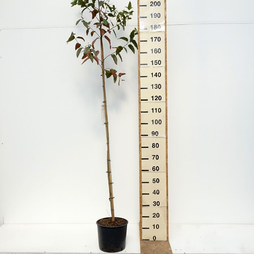 Exemplar von Corymbia citriodora - Zitroneneukalyptus Topf mit 7,5L/10L wie im Frühjahr geliefert