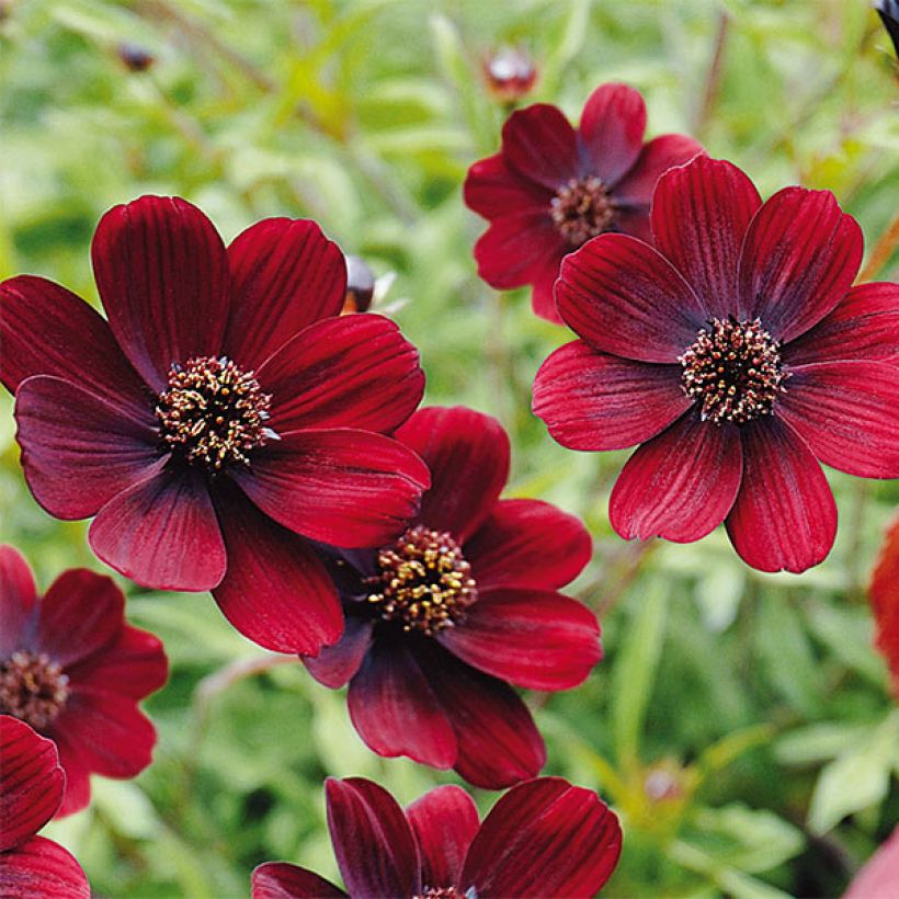 Schokoladen-Kosmee Chocamocha - Cosmos atrosanguineus (Flowering)