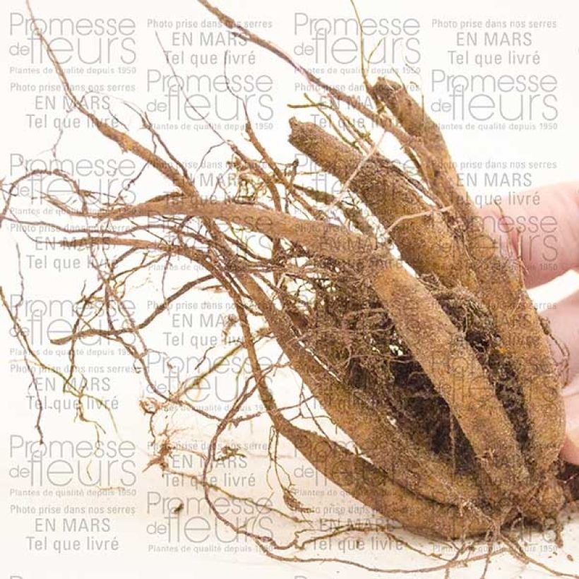 Example of Cosmos atrosanguineus - Schokoladen-Kosmee Zwiebel size I as you get