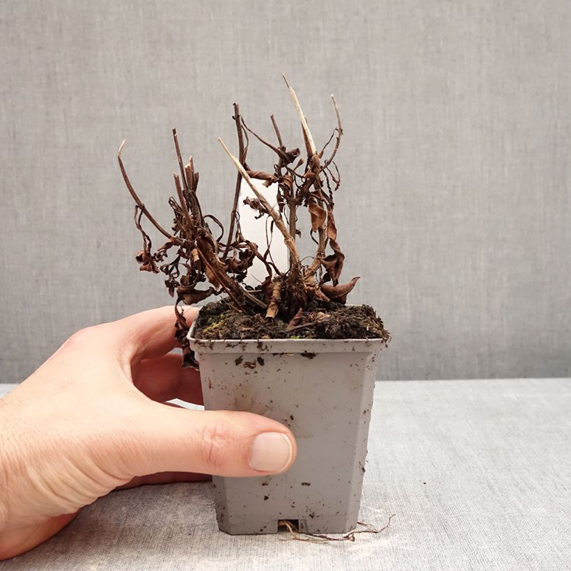 Exemplar von Cosmos atrosanguineus - Schokoladen-Kosmee Kleine Töpfe von 8/9 cm Kaliber/Größe I wie im Winter geliefert