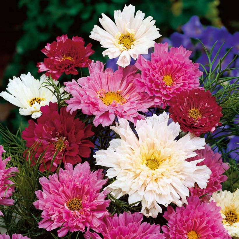 Schmuckkörbchen Double Click Mix - Cosmos (Flowering)