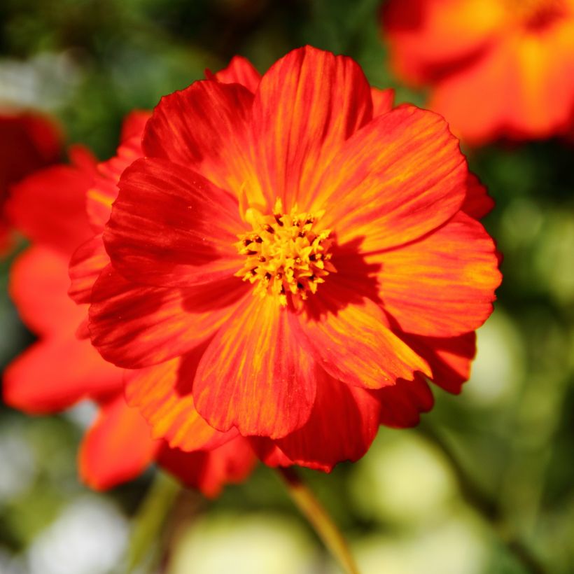 Cosmos sulphureus Brightness Red (Samen) - Gelbes Schmuckkörbchen (Flowering)