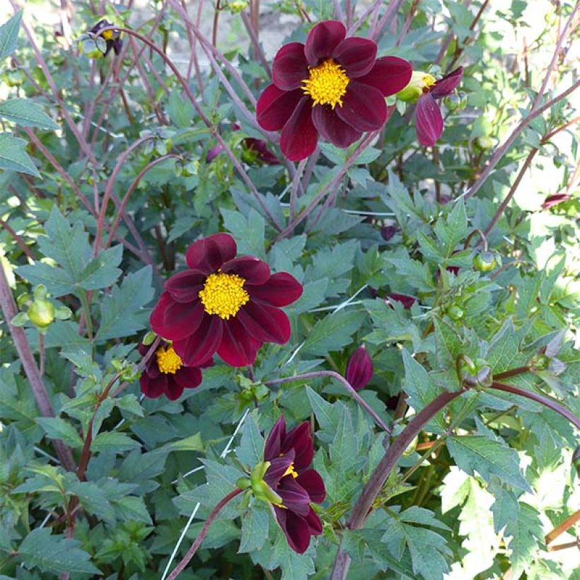 Cosmos Mexican Star - Schmuckkörbchen (Flowering)