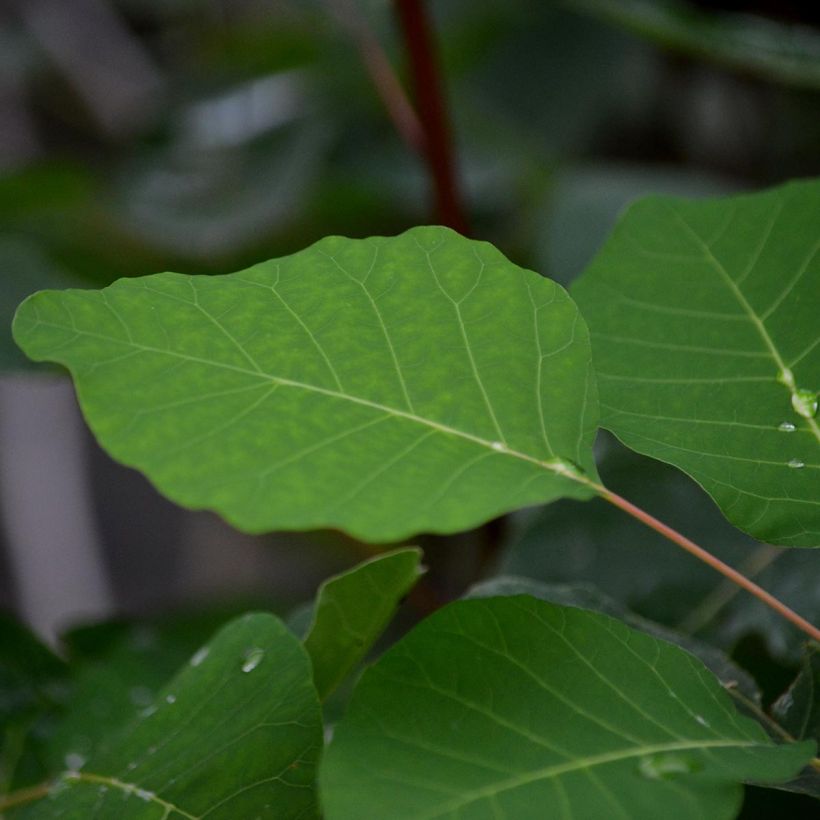Perückenstrauch - Cotinus coggygria (Foliage)