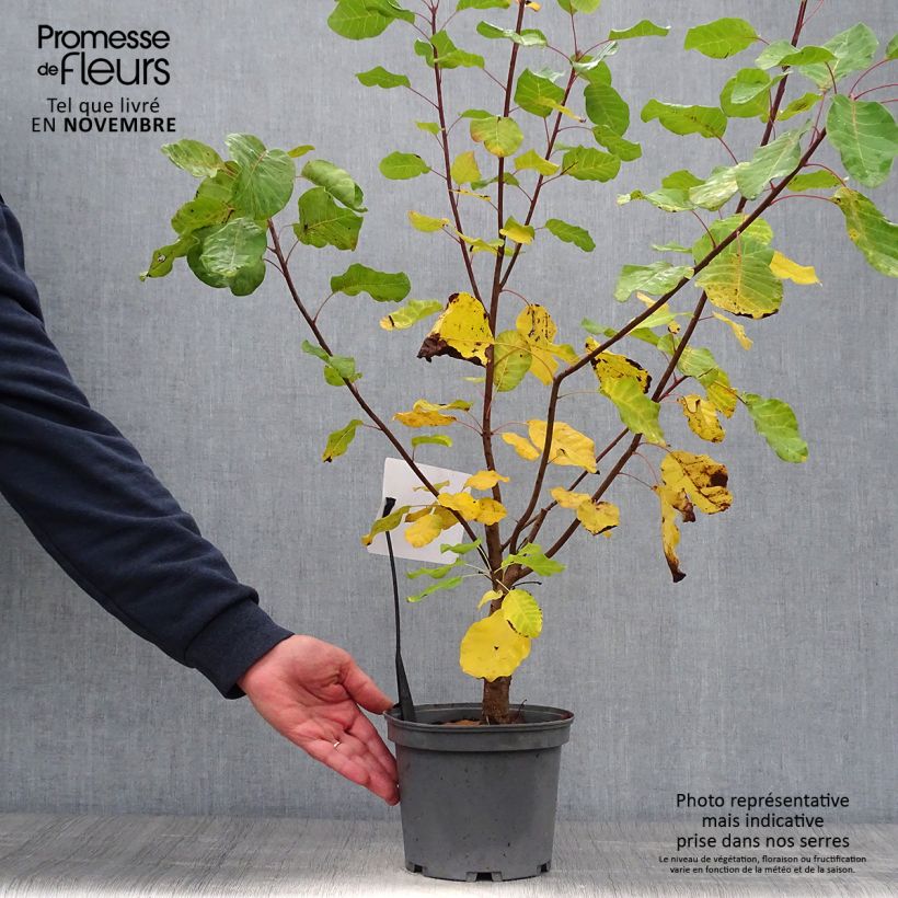 Example of Perückenstrauch - Cotinus coggygria Topf mit 3L/4L as you get in automne