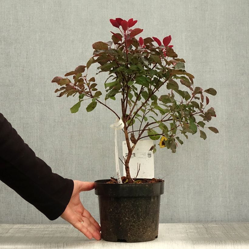 Example of Perückenstrauch Dusky Maiden - Cotinus coggygria Topf mit 3L/4L as you get in automne
