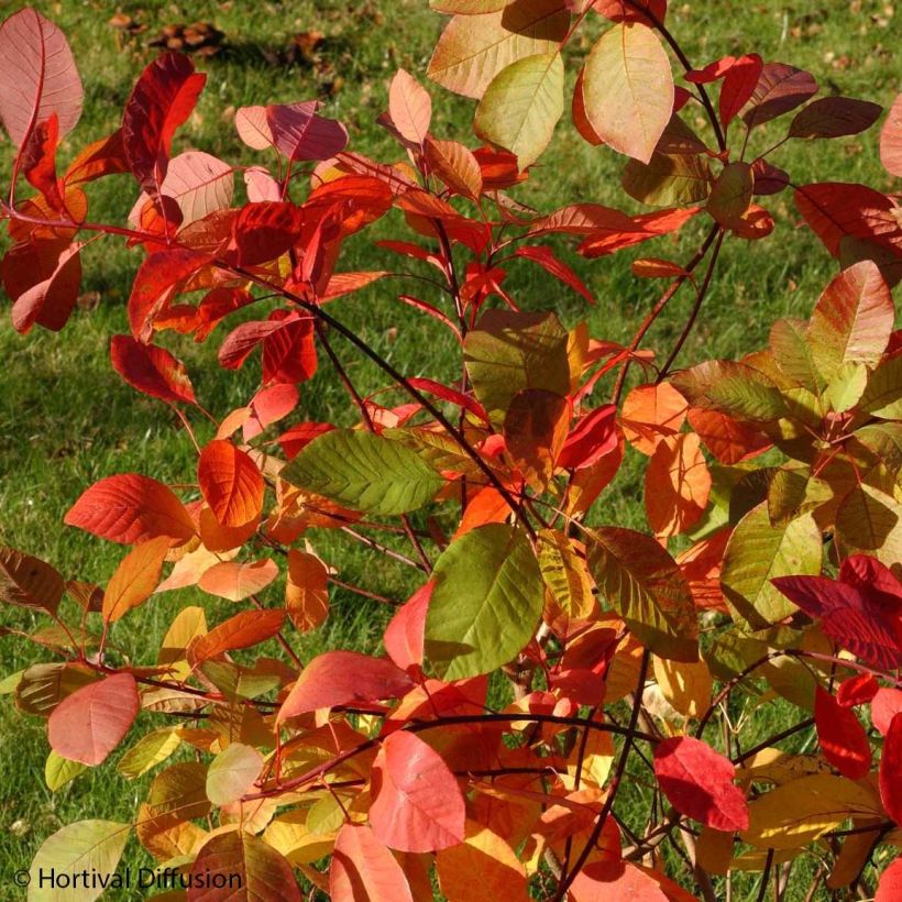 Perückenstrauch Flame - Cotinus coggygria (Foliage)