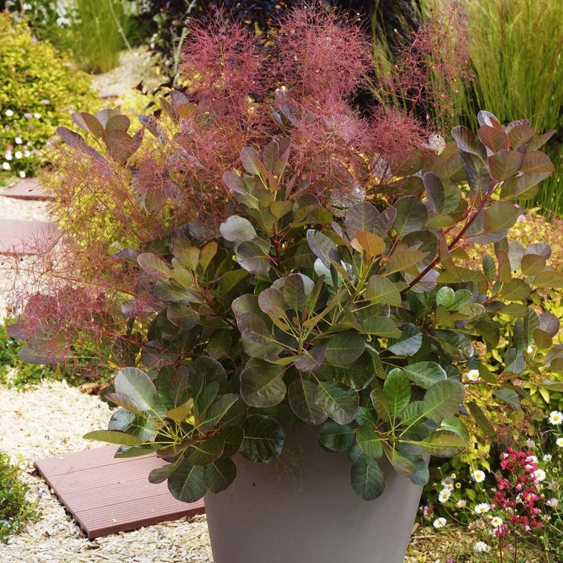 Perückenstrauch Flamissimo - Cotinus coggygria (Plant habit)