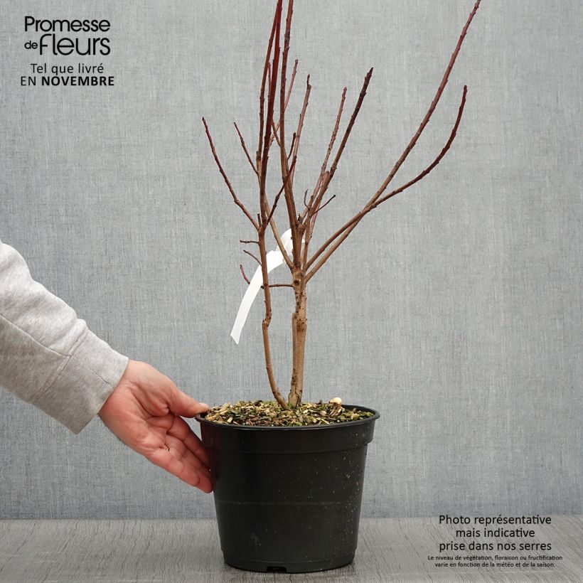 Example of Perückenstrauch Flamissimo - Cotinus coggygria Topf mit 3L/4L as you get in automne