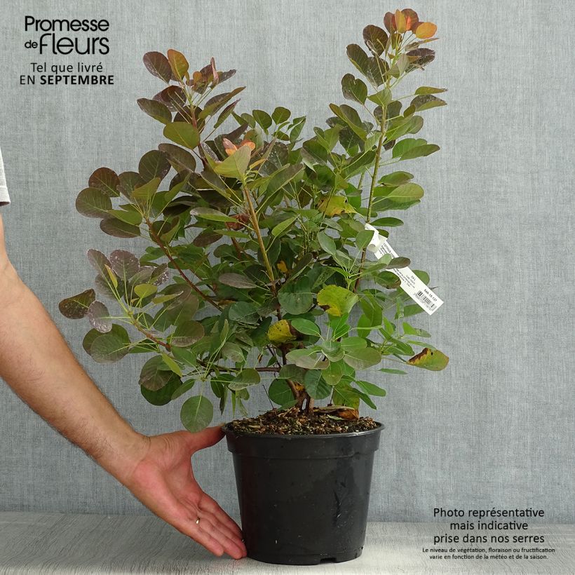 Exemplar von Perückenstrauch Flamissimo - Cotinus coggygria Topf mit 3L/4L wie im Sommer geliefert