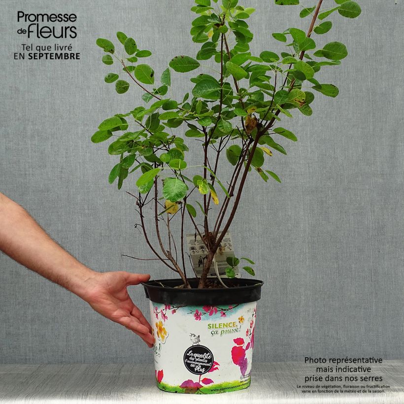 Example of Perückenstrauch Golden Lady - Cotinus coggygria Topf mit 7,5L/10L as you get in automne