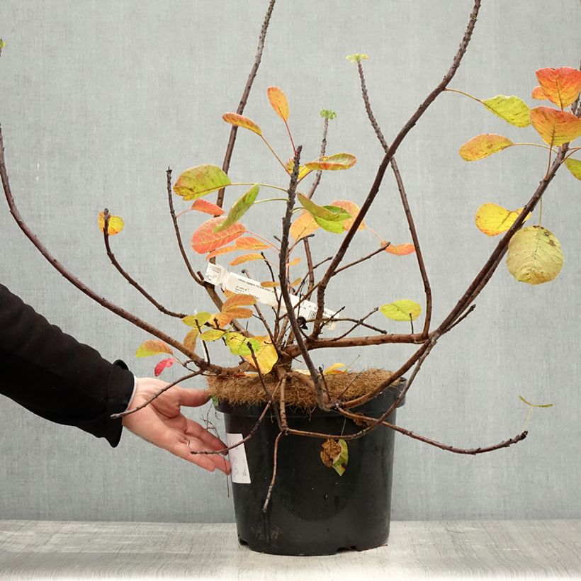 Example of Perückenstrauch Golden Spirit - Cotinus coggygria Topf mit 7,5L/10L as you get in automne