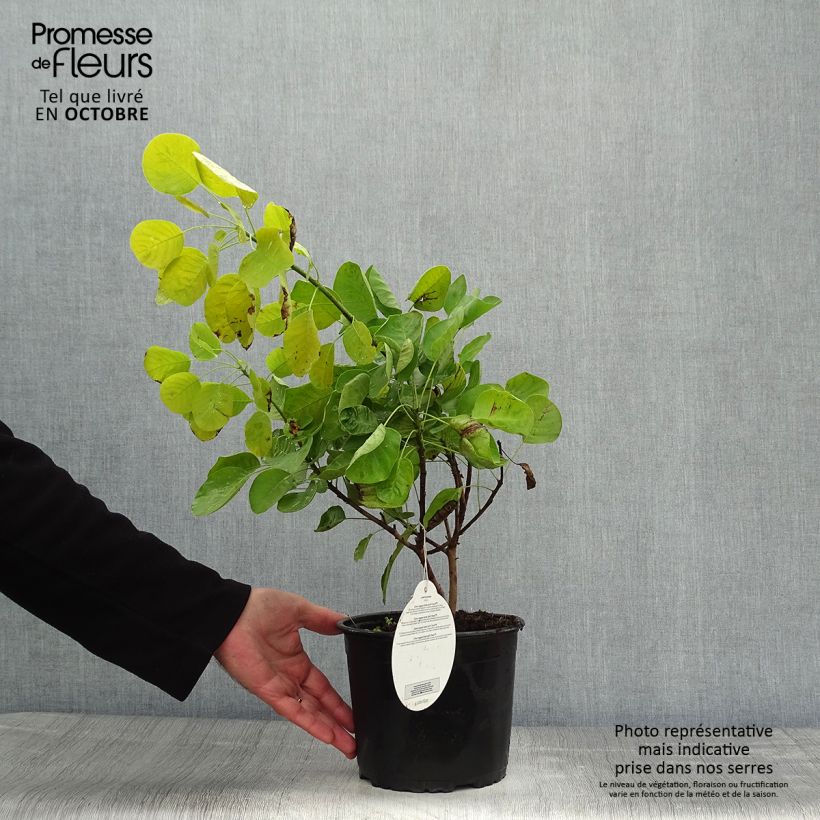 Example of Perückenstrauch Golden Spirit - Cotinus coggygria Topf mit 2L/3L as you get in automne