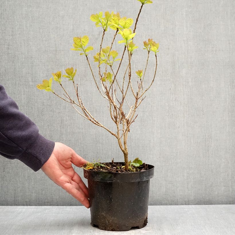 Exemplar von Perückenstrauch Lemon Lady - Cotinus coggygria Topf mit 2L/3L wie im Frühjahr geliefert