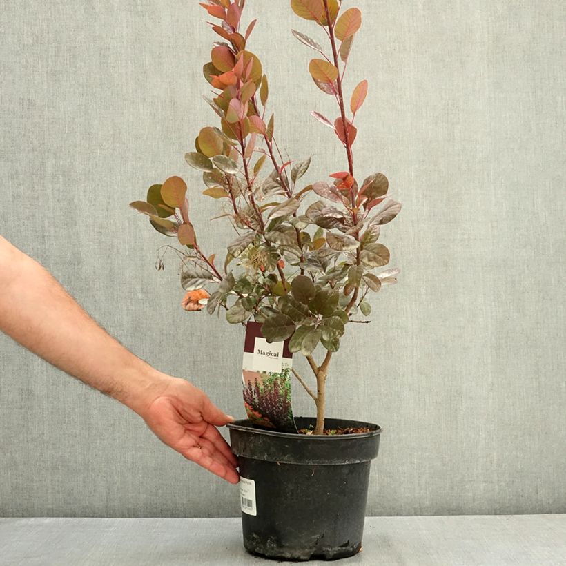 Exemplar von Perückenstrauch Magical Purple - Cotinus coggygria Topf mit 4L/5L wie im Sommer geliefert