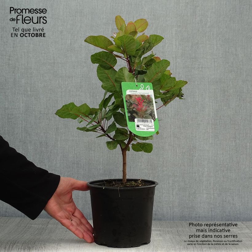 Example of Perückenstrauch Old Fashioned - Cotinus coggygria Topf mit 3L/4L as you get in automne