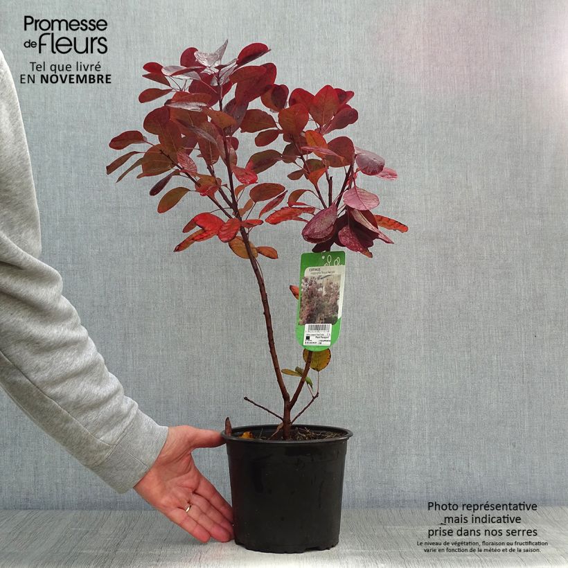 Example of Perückenstrauch Royal Purple - Cotinus coggygria Topf mit 2L/3L as you get in automne