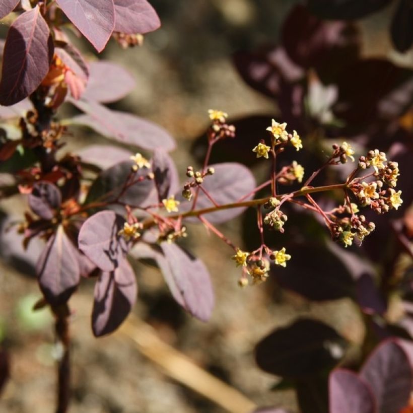 Perückenstrauch Royal Purple - Cotinus coggygria (Flowering)
