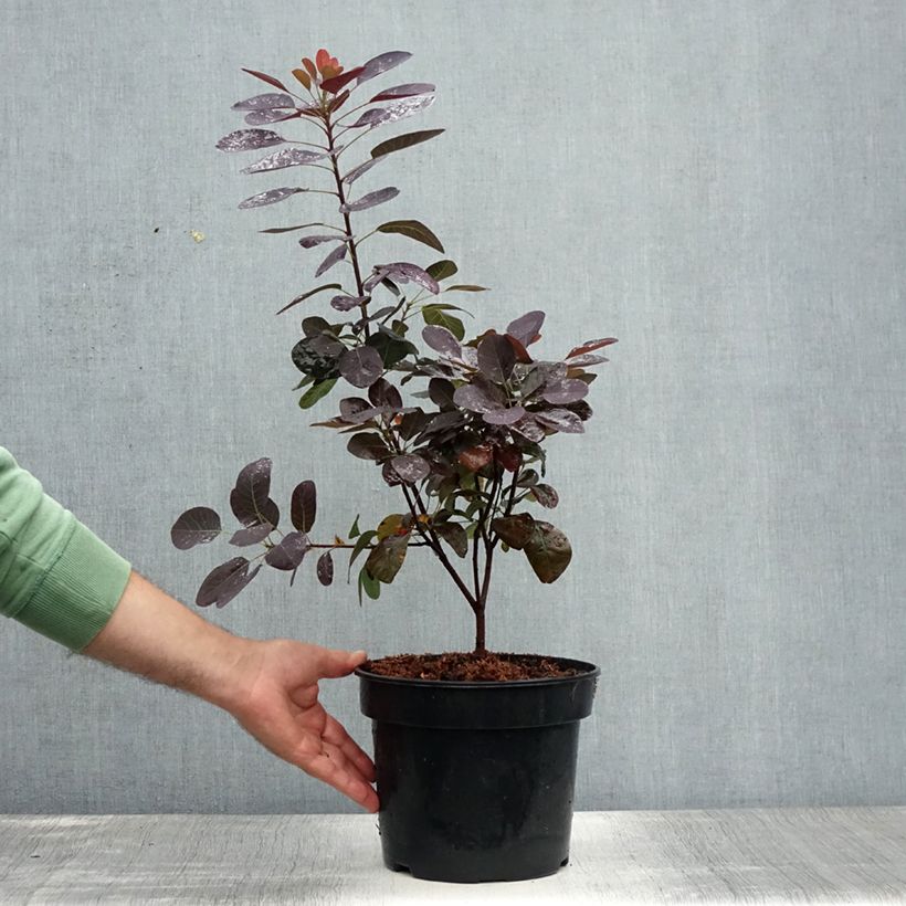 Example of Perückenstrauch Royal Purple - Cotinus coggygria Topf mit 4L/5L as you get in ete
