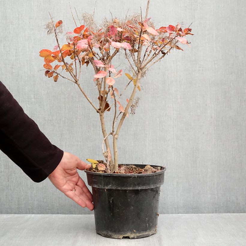 Exemplar von Perückenstrauch Royal Purple - Cotinus coggygria Topf mit 4L/5L wie im Herbst geliefert