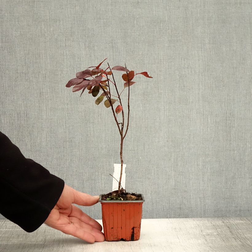 Example of Perückenstrauch Royal Purple - Cotinus coggygria Kleine Töpfe von 8/9 cm as you get in automne