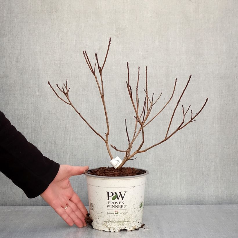 Exemplar von Perückenstrauch Winecraft Black - Cotinus coggygria Topf mit 3L/4L wie im Winter geliefert