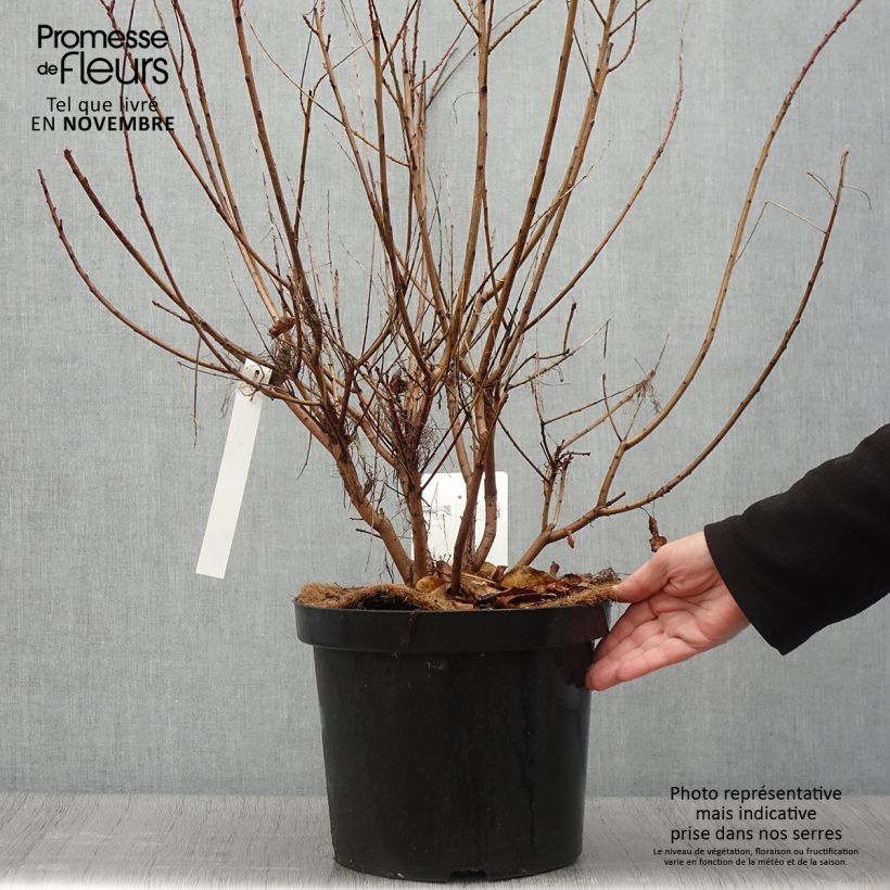 Example of Perückenstrauch Young Lady - Cotinus coggygria Topf mit 6L/7L as you get in automne