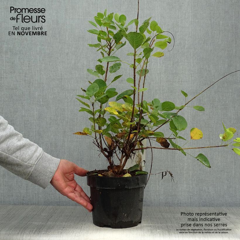 Example of Perückenstrauch Young Lady - Cotinus coggygria Topf mit 2L/3L as you get in automne