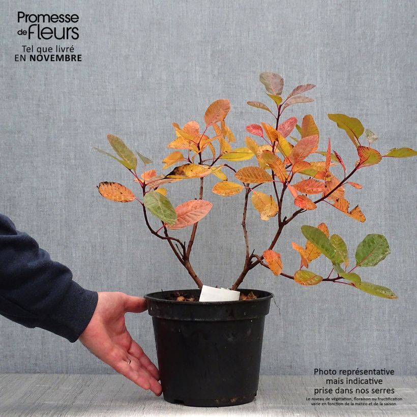 Example of Perückenstrauch Grace - Cotinus Topf mit 7,5L/10L as you get in automne