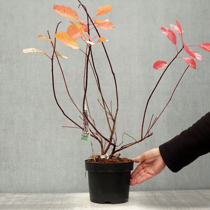 Example of Perückenstrauch Grace - Cotinus Topf mit 2L/3L as you get in automne