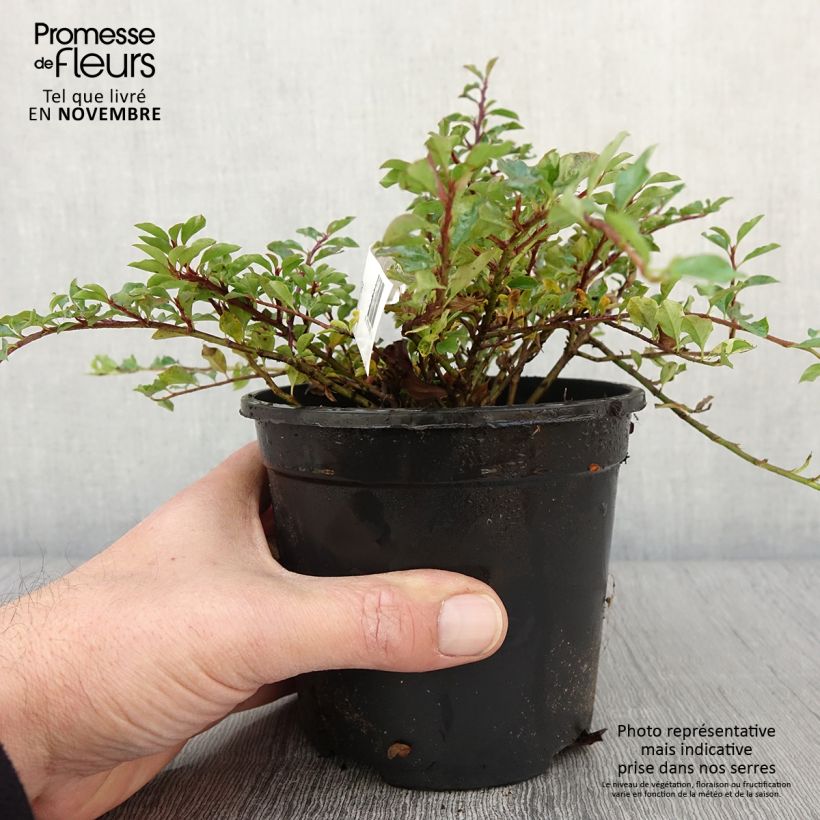 Example of Cotoneaster adpressus - Zwergmispel Topf mit 1,5L/2L as you get in automne