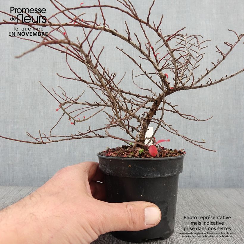 Example of Cotoneaster adpressus Little Gem - Zwergmispel Topf 10 cm/11cm as you get in automne