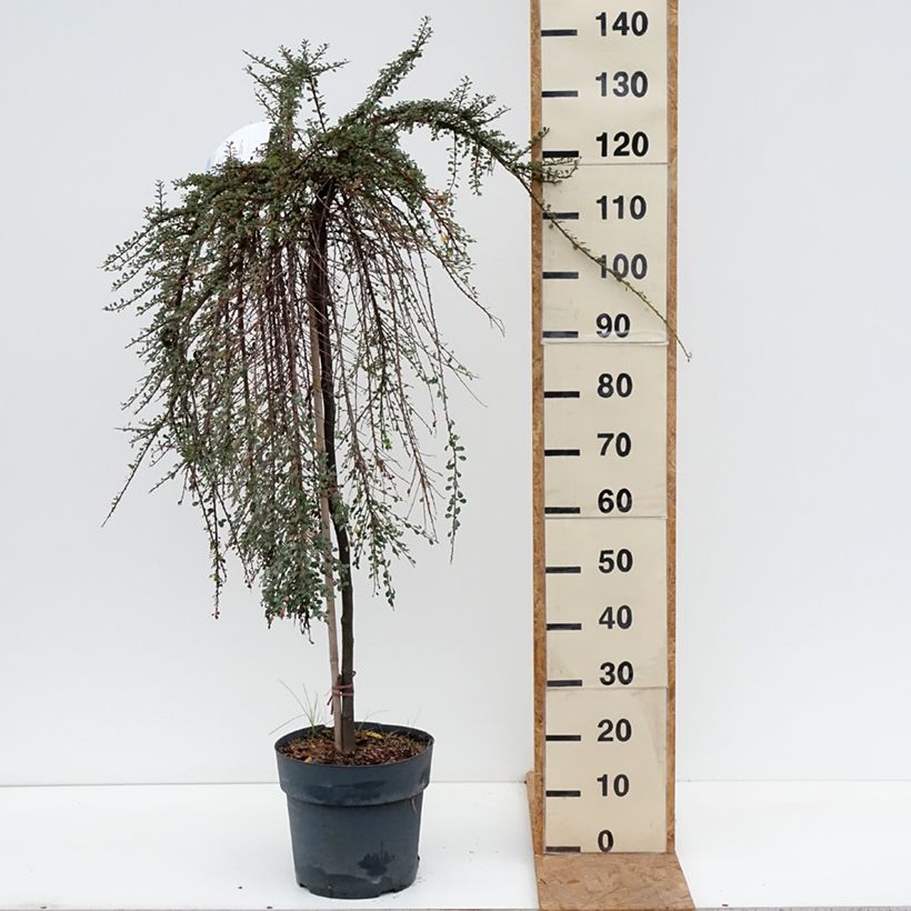 Exemplar von Cotoneaster congestus - Zwergmispel Topf mit 7,5L/10L, Stamm wie im Herbst geliefert