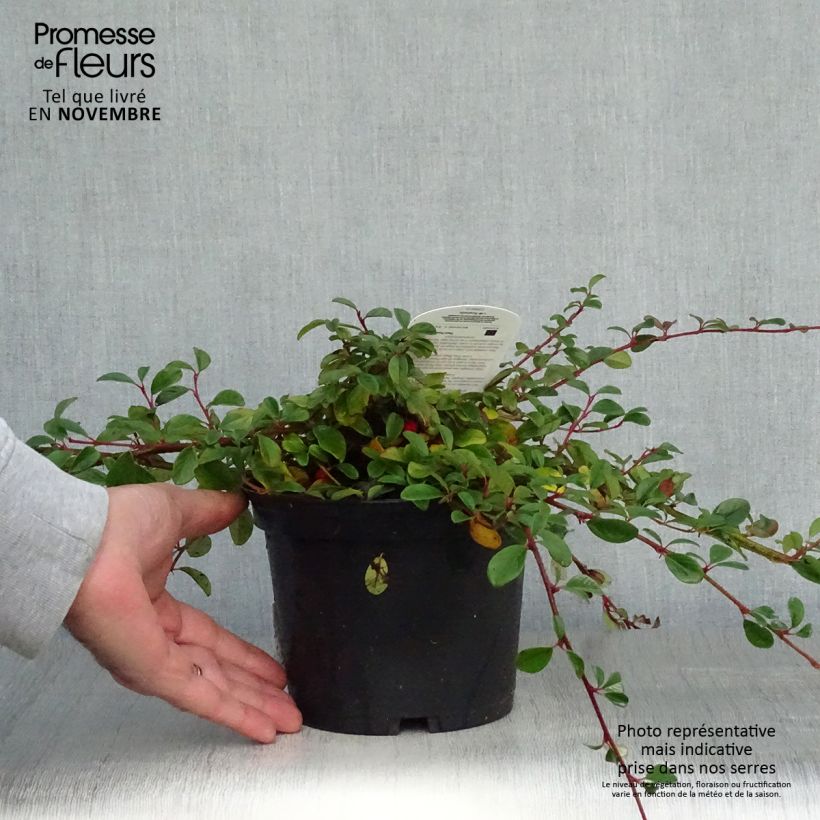 Example of Cotoneaster dammeri - Teppich-Zwergmispel Topf mit 2L/3L as you get in automne