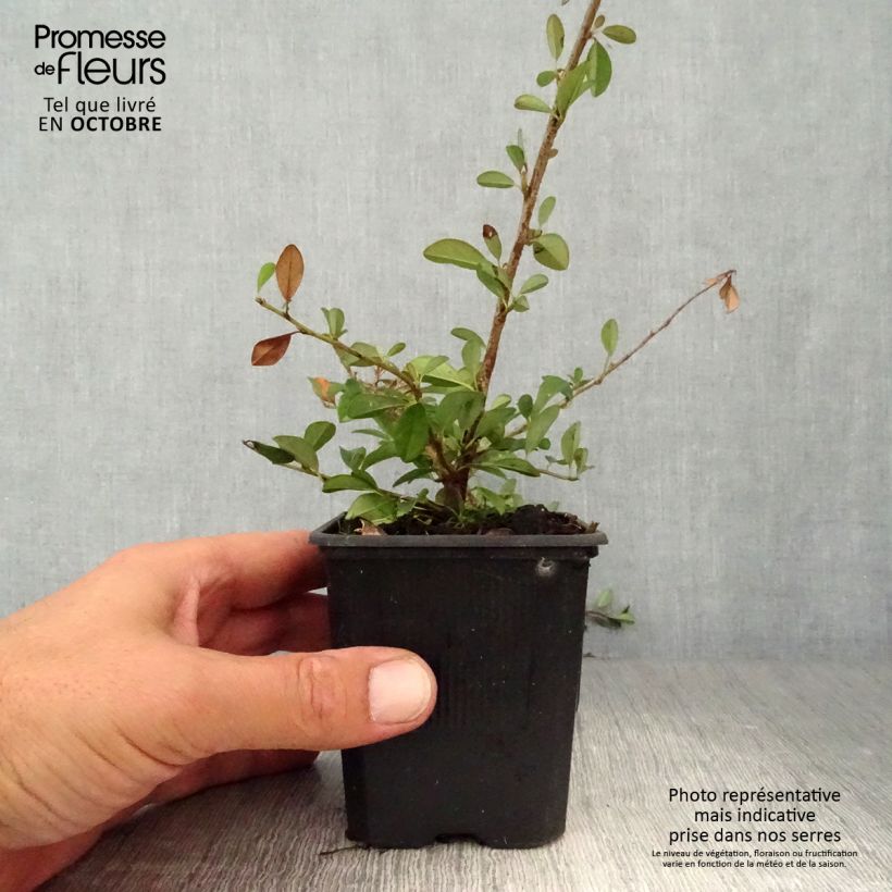 Example of Cotoneaster dammeri Eichholz - Teppich-Zwergmispel Kleine Töpfe von 8/9 cm as you get in automne