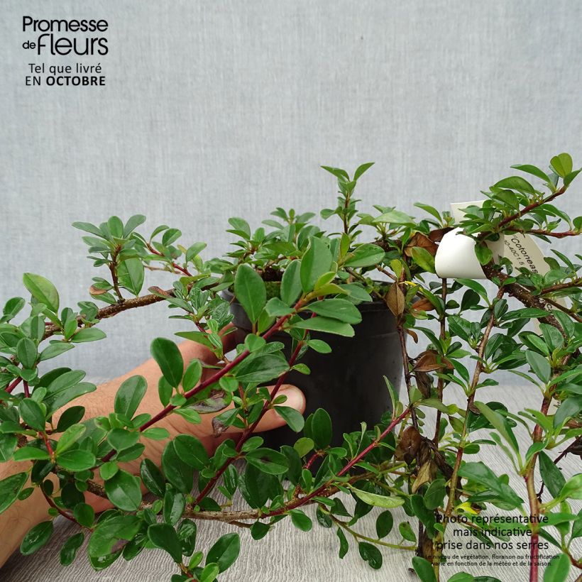 Example of Cotoneaster dammeri Eichholz - Teppich-Zwergmispel Topf mit 1L/1,5L as you get in automne
