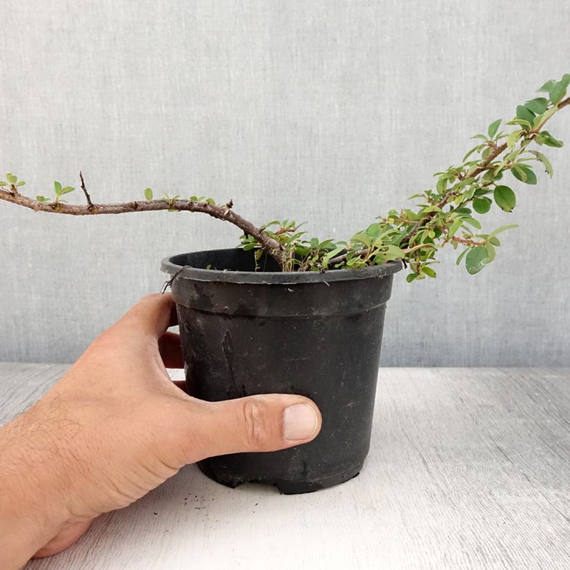 Example of Cotoneaster dammeri Mooncreeper - Teppich-Zwergmispel Topf mit 1L/1,5L as you get in ete