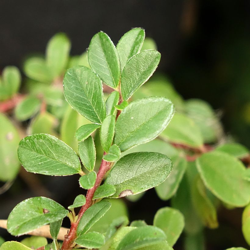 Cotoneaster dammeri Mooncreeper - Teppich-Zwergmispel (Foliage)