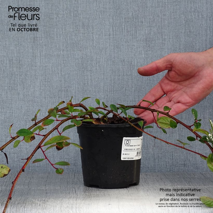 Example of Cotoneaster dammeri Schoon - Teppich-Zwergmispel Topf mit 1L/1,5L as you get in automne